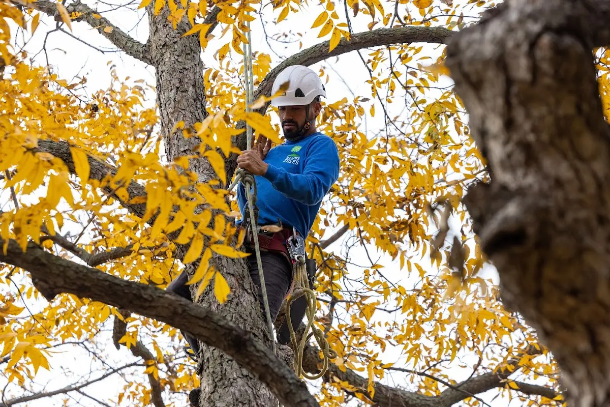 Skilled Tree Pruning crew working in Monrovia